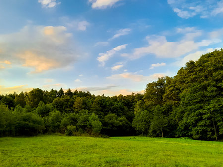Idyllic view of meadow in center of forest. Green spring in northern Poland.の写真素材