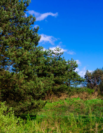 Nature of northern Poland. Kashubia region, stunning natural landscape.の写真素材