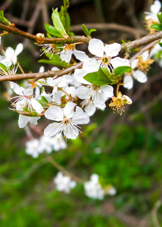 Blooming mirabelle tree in summer. Close up of blooming mirabelle tree flowers.の写真素材