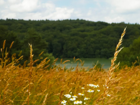Field in Wiezyca and Ostrzyckie Lake in a background. Beautiful nature of Kashubia.の写真素材