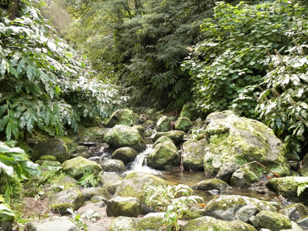Little river in exotic forest. Azores Archipelago. Sao Miguel island.の写真素材