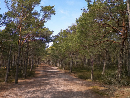 Forest in Northern Poland. Baltic Sea coastal area.の写真素材