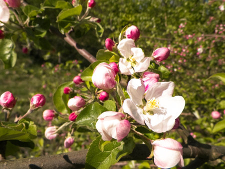 Natural phenomenon. Blooming flowers on apple tree branch.の写真素材