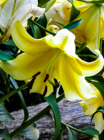 Blooming yellow flower in summer.の写真素材