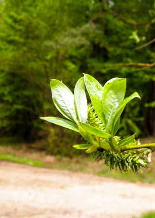 Buds on branch in early spring. Natural phenomenon.の写真素材