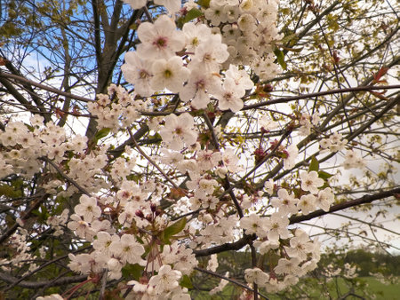 Natural phenomenon. Blooming flowers on cherry tree branch.の写真素材