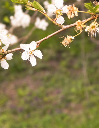 Natural phenomenon. Blooming flowers on cherry tree branch.の写真素材