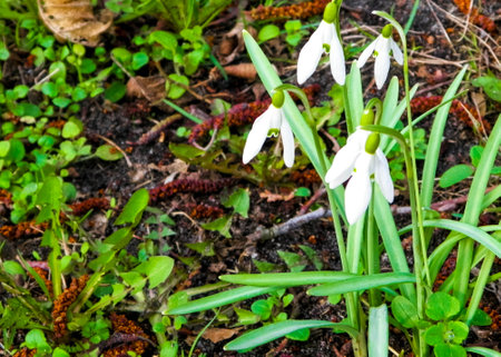 First day of spring Snowdrops on meadow. Early spring.の写真素材