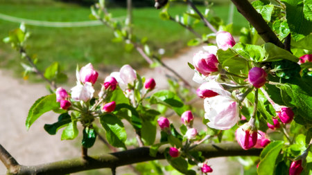Blooming apple tree in summer. Close up of blooming apple tree flowers.の写真素材