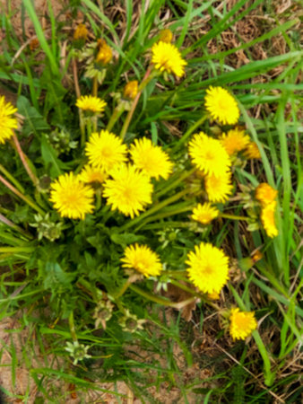 Yellow dandelion flowers Taraxacum on meadow.の写真素材