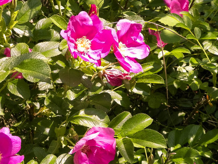 Pink wildrose flower as natural background. Beauty of nature.の写真素材