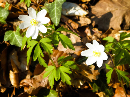 Little white springflower growing in early spring. Nature wakes up after winter.の写真素材