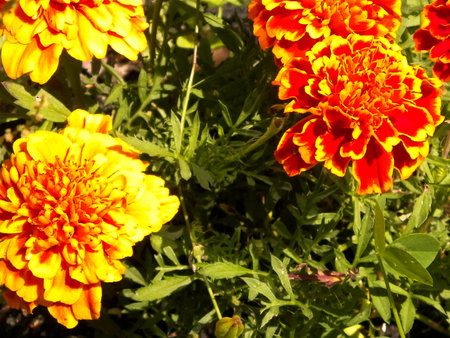 Orange primrose flowers as background.の写真素材