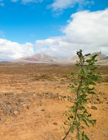 Desert on Lanzarote Island. Pure nature of the Canarian archipelago.の写真素材