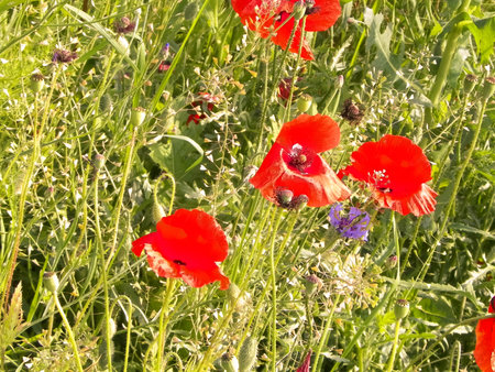 Meadow full of poppy flowers as natural background. Beauty of natureの写真素材