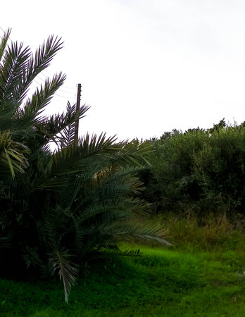 Exotic nature of Cyprus. Natural, green landscape.の写真素材