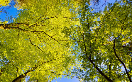 Green trees on blue sky background. Summer green nature. Copy space.の写真素材
