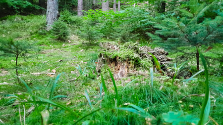 Close up of moss and litter in wild forest. Northern Poland.の写真素材