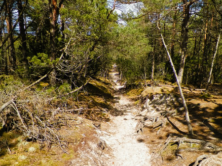 Forest in Northern Poland. Baltic Sea coastal area.の写真素材