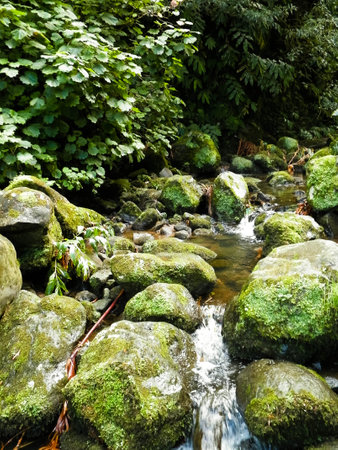 Little river in exotic forest. Azores Archipelago. Sao Miguel island.の写真素材