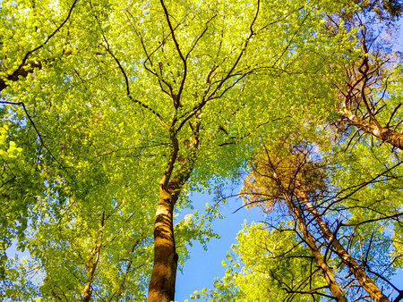 Green trees on blue sky background. Summer green nature. Copy space.の写真素材