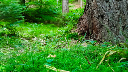 Close up of moss in wild forest. Northern Poland.の写真素材