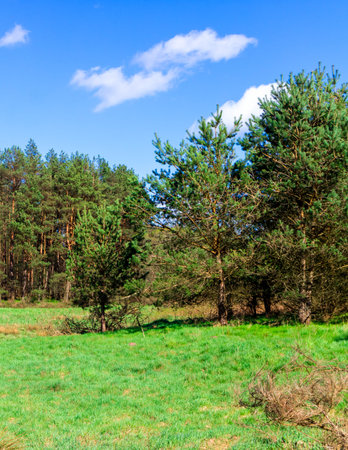 Idyllic green meadow in Northern Poland. Kashubia. Beauty of spring nature.の写真素材