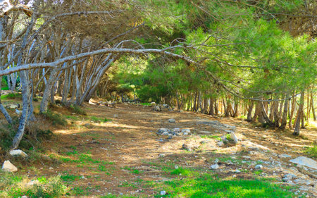 Foresta 2000 Nature Reserve on Marfa Peninsula Malta. The only forest on Malta Island.の写真素材