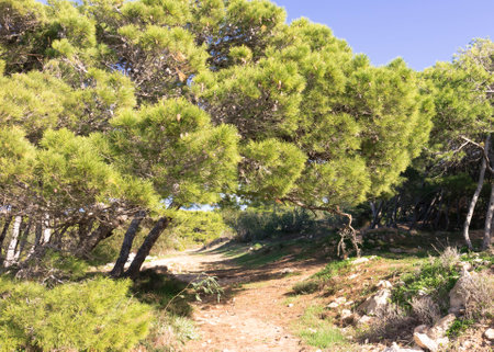 Foresta 2000 Nature Reserve on Marfa Peninsula Malta. The only one forest on Malta Island.の写真素材