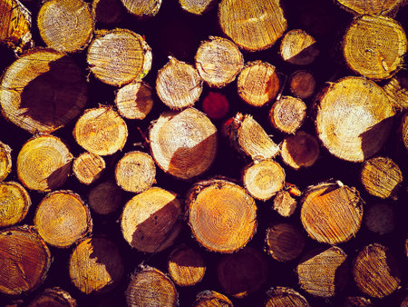 Wooden beams as nature background. Forest clearance -environmental protection and agriculture concept.の写真素材
