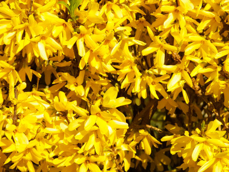 Yellow Forsythia flowers as nature background. Gardening and spring season concept.の写真素材