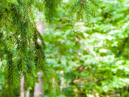 Forest background. Close-up of spruce branches. Nature concept. Copy space on blur.の写真素材