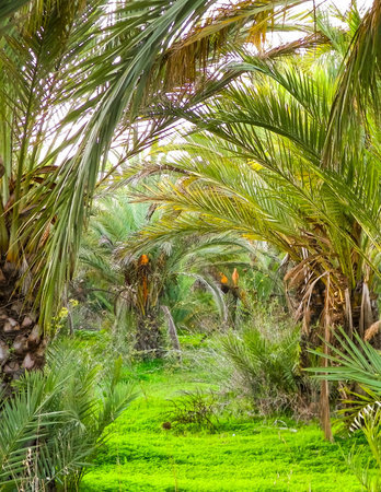 Date palm forest in Cyprus, tropical nature.の写真素材