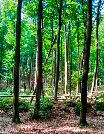 Forest landscape in northern Poland. Beauty of nature concept.の写真素材