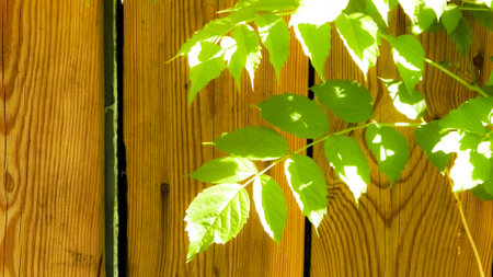 Green leaves on wooden background. Nature background, gardening concept, copy space.の写真素材