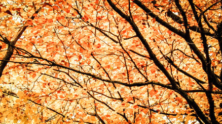 Branches with yellow leaves as nature background. Golden autumn in forest, copy space.の写真素材