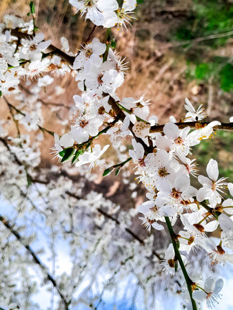 Waking up summer nature. Flowers of bloomung apple tree.の写真素材