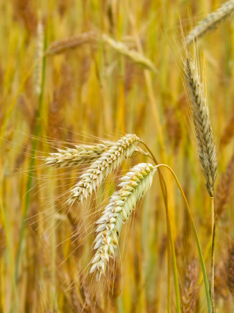 Close up of rye plants as nature background. Agriculture concept.の写真素材