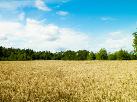 Kashubian field in late summer. Agriculture in northern Poland.の写真素材