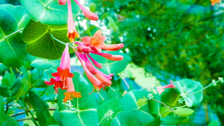 Close up of pink honeysuckle (Lonicera L.) flowers. Polish nature in summer, floral and gardening concept. Copy space, nature background.の写真素材