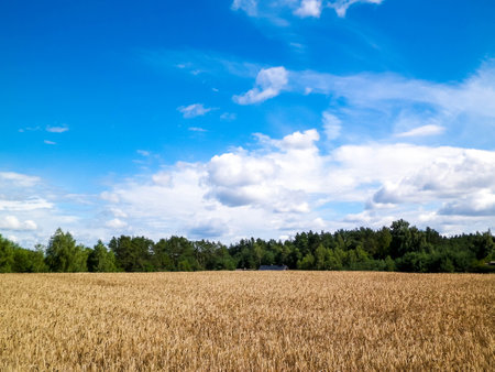 Cloudy sky over field. Incoming rain.の写真素材
