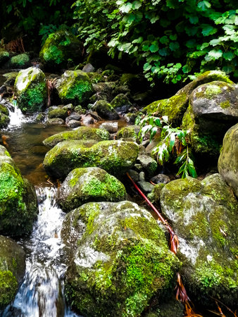 Little river in exotic forest. Azores Archipelago. Sao Miguel island.の写真素材