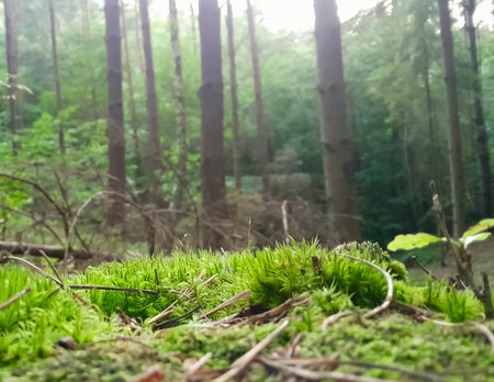 Close up of moss and litter in wild forest. Northern Poland.の写真素材