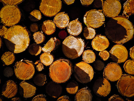 Wooden beams as nature background. Forest clearance -environmental protection and agriculture concept.の写真素材