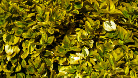 Euonymus fortunei leaves as nature background. Gardening concept. Copy space.の写真素材