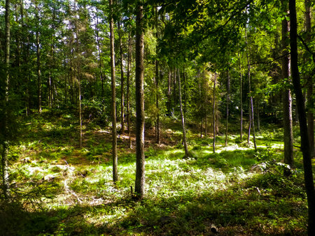 Wild forest landscape. Green forest in sunny day, summer season. Beautiful nature Pomerania - region of northern Poland.の写真素材