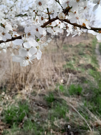 Waking up summer nature. Flowers of blooming apple tree.の写真素材