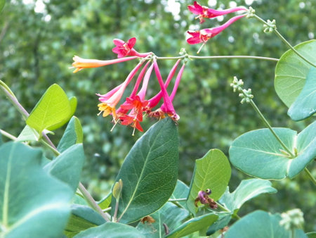 Close up of pink honeysuckle flowers. Nature in summer, floral and gardening concept.の写真素材