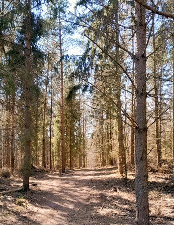 Early spring in the forest. Nature of northern Poland wakes up after winter. Beauty of Kashubia.の写真素材