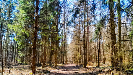 Early spring in the forest. Nature of northern Poland wakes up after winter. Beauty of Kashubia.の写真素材